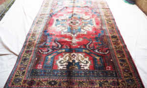 Turkish Aksaray Erisamanii